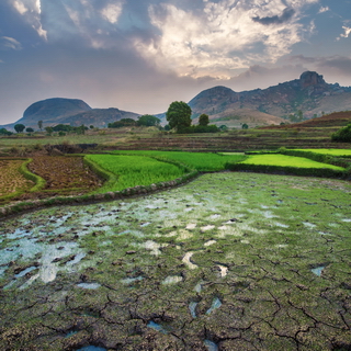 Anja - Rice paddies